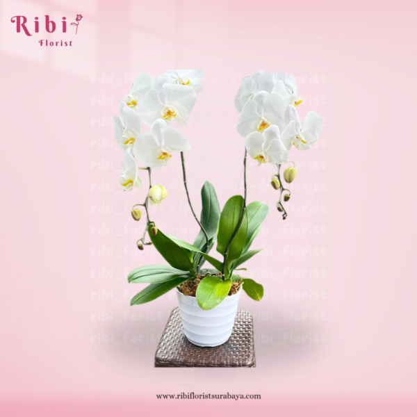 BUNGA MEJA ANGGREK DOUBLE (FRESH)